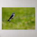Search for tree swallow posters Wild
