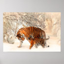 Search for tiger woods posters Tigers