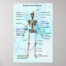 Search for human skeleton posters Biology