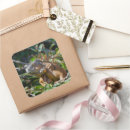 Search for tropical lizard stickers Exotic