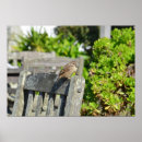 Search for sparrow Garden