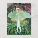 Search for luna moth postcards Nature