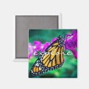 Search for monarch butterfly magnets Photography