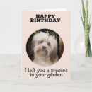 Search for havanese dog cards Pets