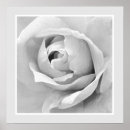 Search for white rose bud posters Roses