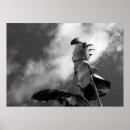 Search for black and white leaves posters Monochrome