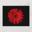Search for red daisy postcards Garden