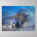 Search for manatee posters Underwater