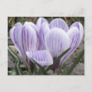 Search for crocuses postcards Photography