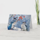 Search for blue jay christmas cards Red