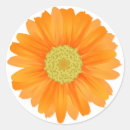 Search for gerbera daisy flower stickers Orange