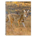 Search for latrans Canis latrans