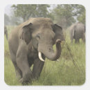 Search for asian elephant stickers Grassland