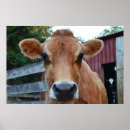 Search for homesteading posters Cow