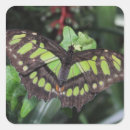 Search for macro stickers Beautiful