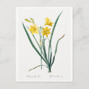 Search for day lily postcards Botanical