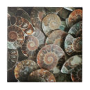 Search for ammonite home decor Sea