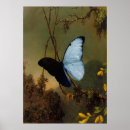 Search for blue morpho butterfly posters Landscape