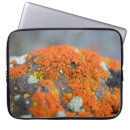 Search for lichens Plant