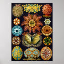 Search for vintage scientific illustration posters Ernst haeckel