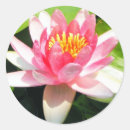 Search for water lily pond stickers Lilies