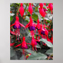 Search for fuchsia flower posters Red
