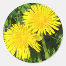 Search for yellow dandelion stickers Nature