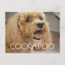 Search for poodle cards invites Cockapoo