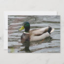 Search for waterfowl invitations Nature