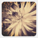 Search for dahlia stickers Flower