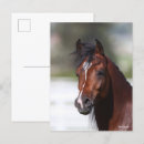 Search for colts postcards Arab