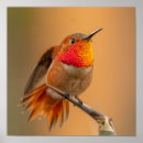 Search for birder posters Hummingbird