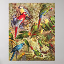 Search for vintage parrot art Exotic