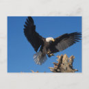 Search for wingspan postcards Bird of prey