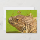 Search for iguana postcards Reptiles