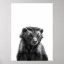Search for wolverines Animal