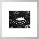 Search for and white zebra posters Contemporary