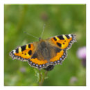 Search for tortoiseshell posters Insect