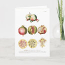 Search for pomegranate cards Botanical