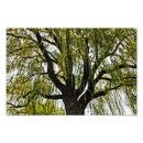 Search for weeping willow tree posters Leaves