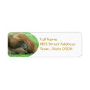 Search for orangutan return address labels Monkey