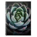 Search for succulent photography Plants