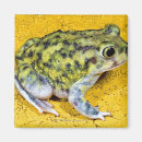 Search for toads magnets Wildlife