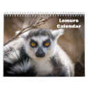 Search for lemur calendars Wildlife