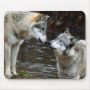 Search for wild wolf mousepads Wolves