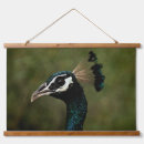 Search for peafowl feather art Peahen