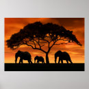 Search for acacia Animal