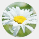 Search for chamomile flowers stickers Daisy