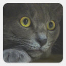 Search for intense stickers Feline