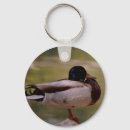 Search for mallard key rings Nature